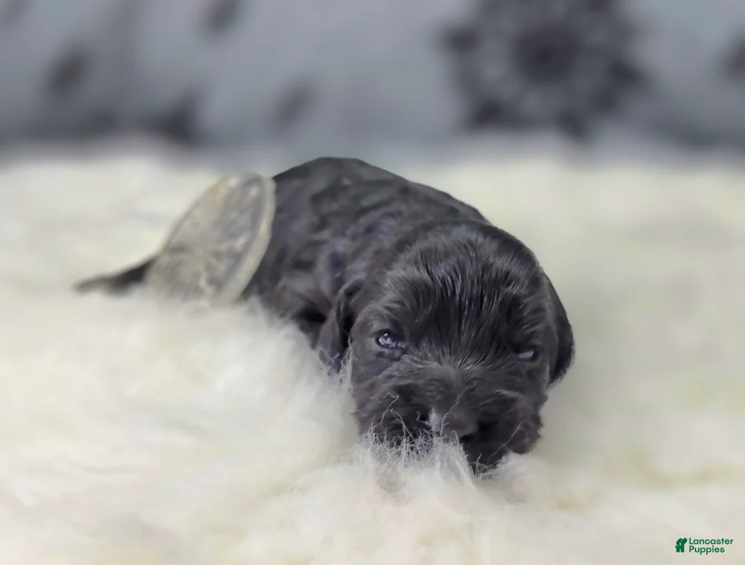 Cockapoo dogs for sale: Nova - Ad 2