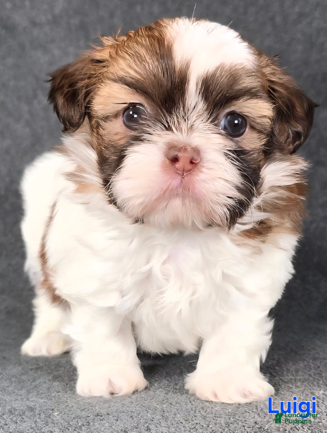 Shih Tzu dogs for sale: Shih Tzu Puppy 2 - Ad 1
