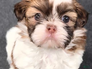 Shih Tzu dogs Shih Tzu Puppy 2 - Ad 6