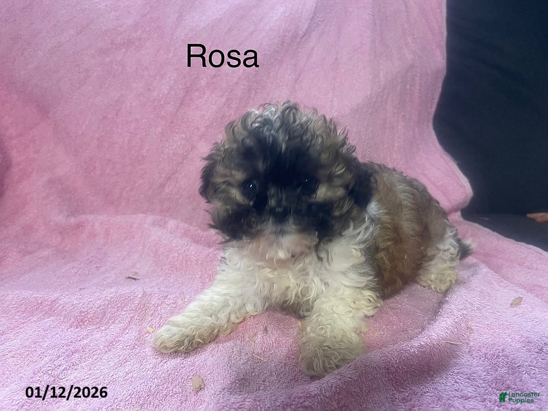 Teddy Bear dogs for sale: Rosa  - Ad 1