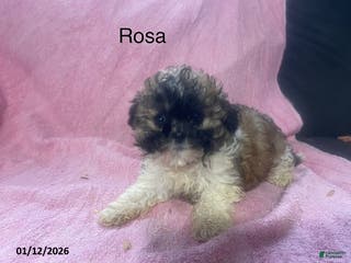 Teddy Bear dogs Rosa - Ad 15