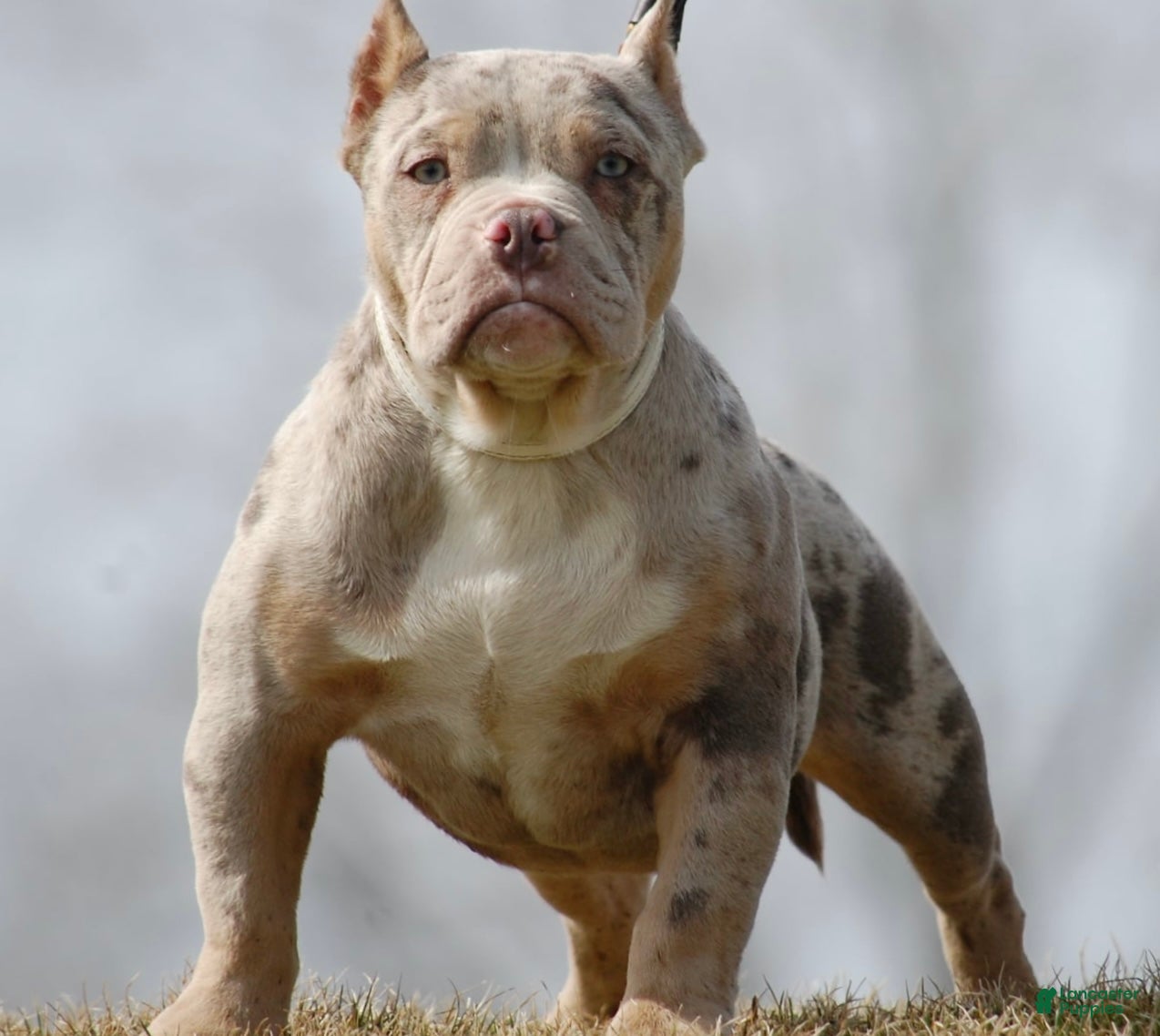 American Bully dogs One percent  - Ad 1