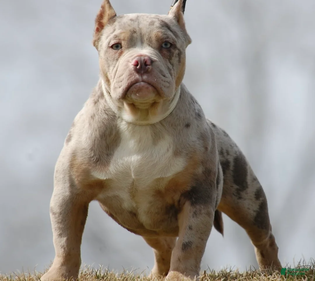 American Bully dogs for sale: One percent  - Ad 1