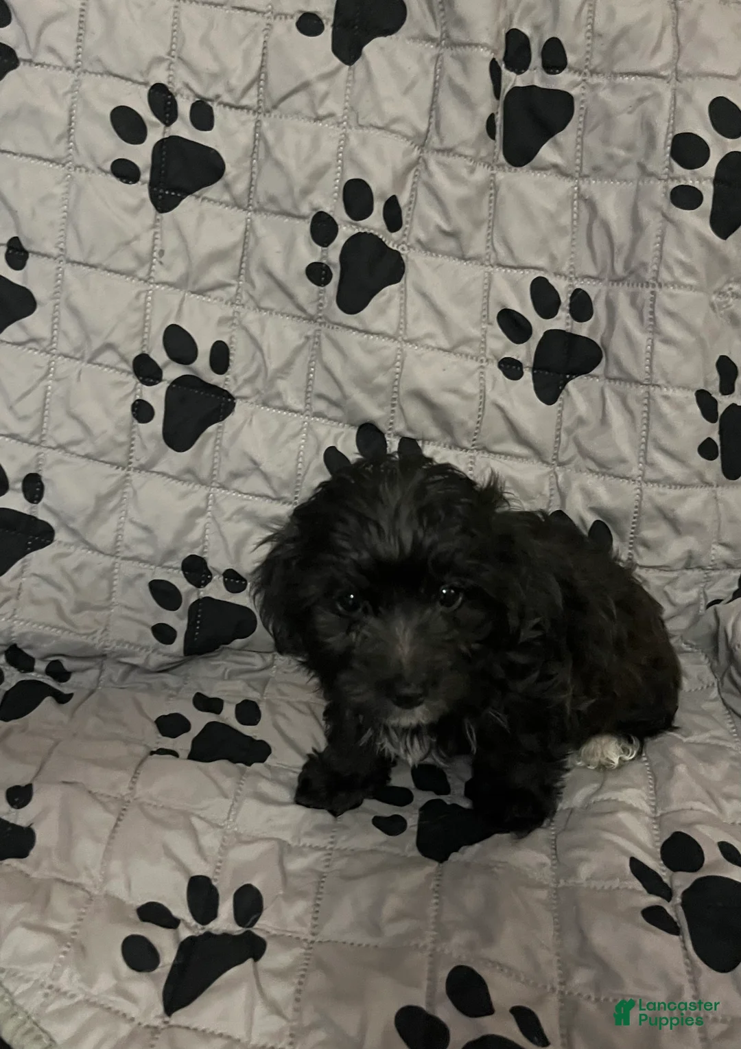 Yorkiepoo dogs for sale: Phatta - Ad 2