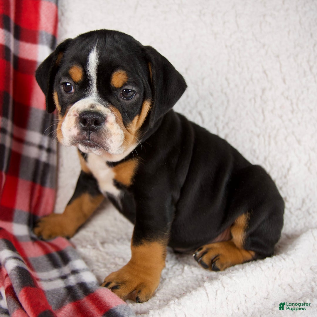 Mixed Breed dogs for sale: Koby - Ad 4