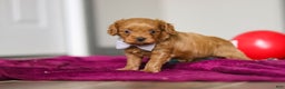 Cavapoo dogs for sale: Irwin - Ad 3