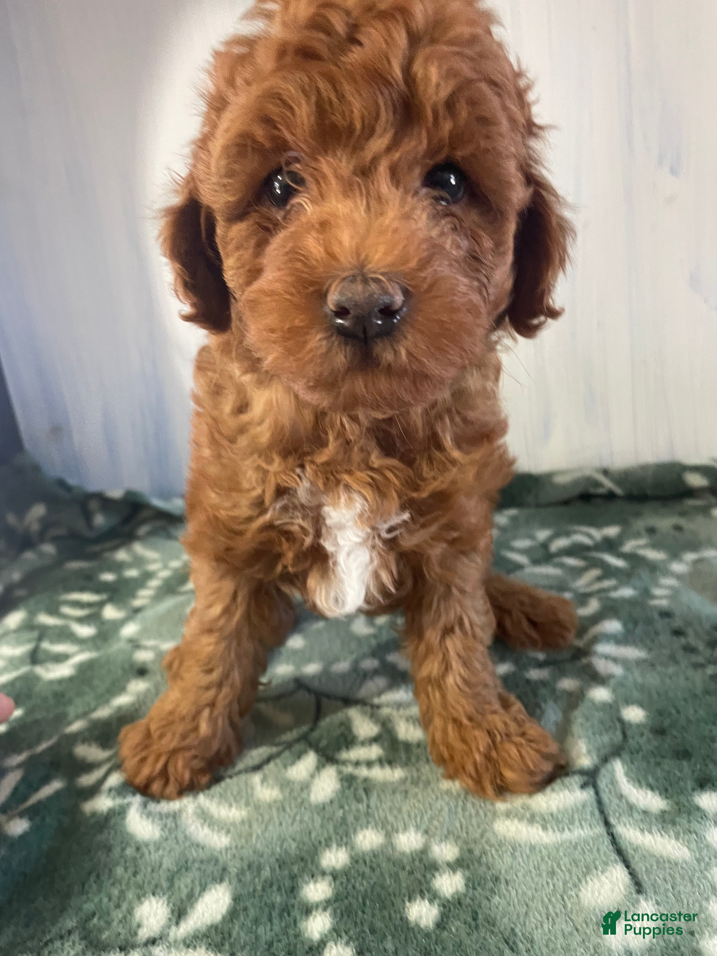 Miniature Poodle dogs Ollie - Ad 1
