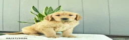 Golden Retriever dogs for sale: Caramel - Ad 4