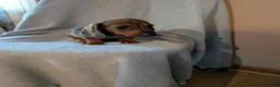 Dachshund dogs for sale: Dachshund 1 - Ad 3