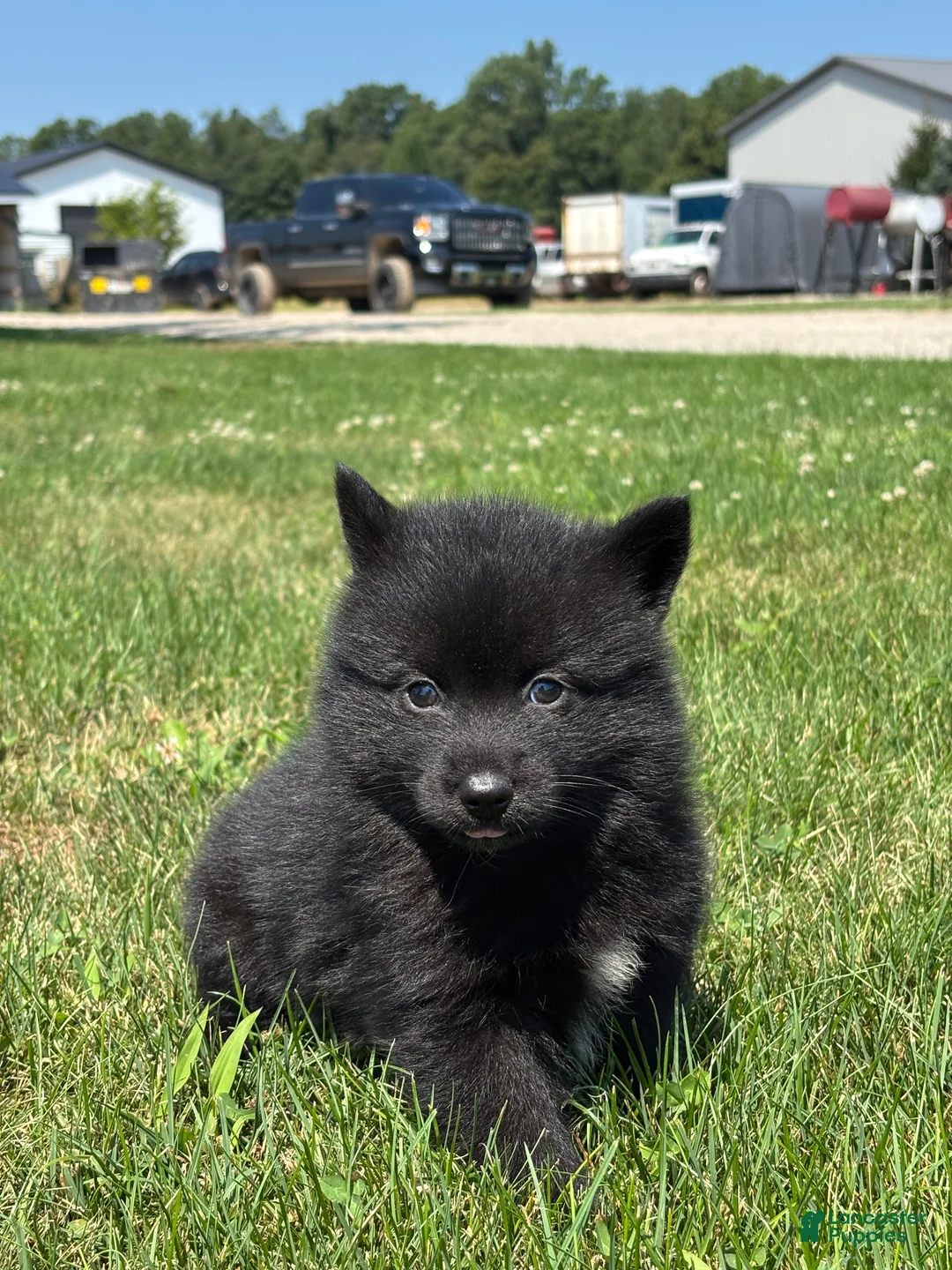 Pomsky dogs for sale: Graham - Ad 3