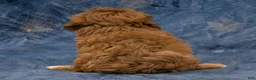 Havapoo dogs for sale: Baxter - Ad 6