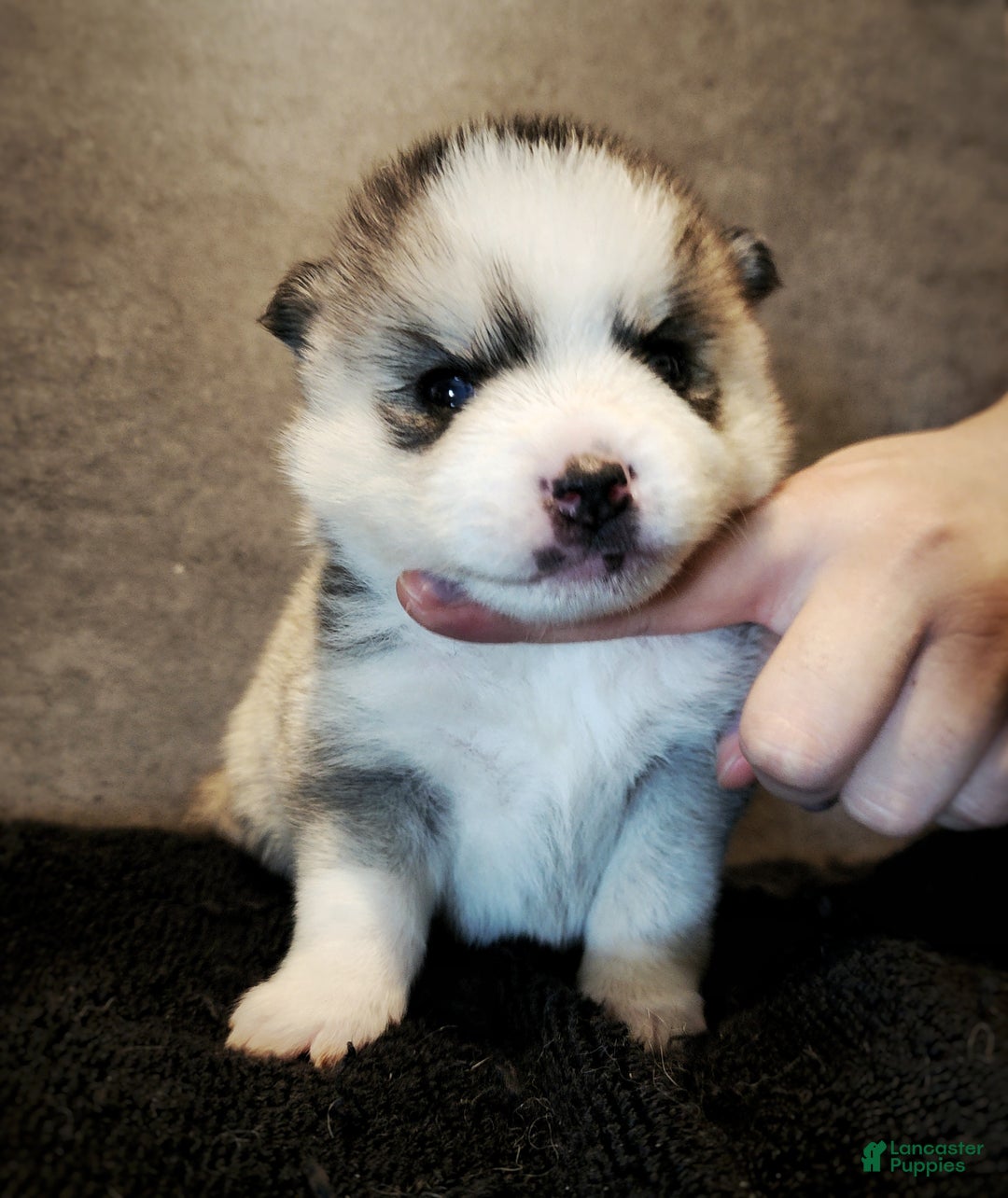 Pomsky dogs for sale: Pomsky Puppy 2 - Ad 3