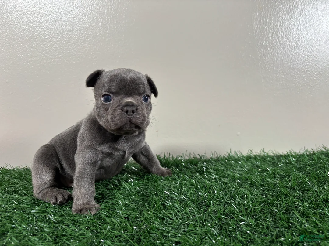 French Bulldog dogs for sale: Dash - Ad 5
