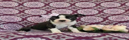 Boston Terrier dogs for sale: Savanna - Ad 3