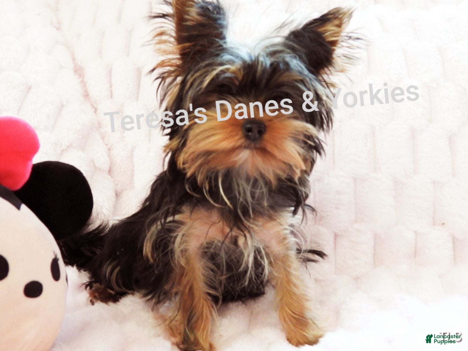 Yorkshire Terrier dogs Micro mini girl - Ad 2