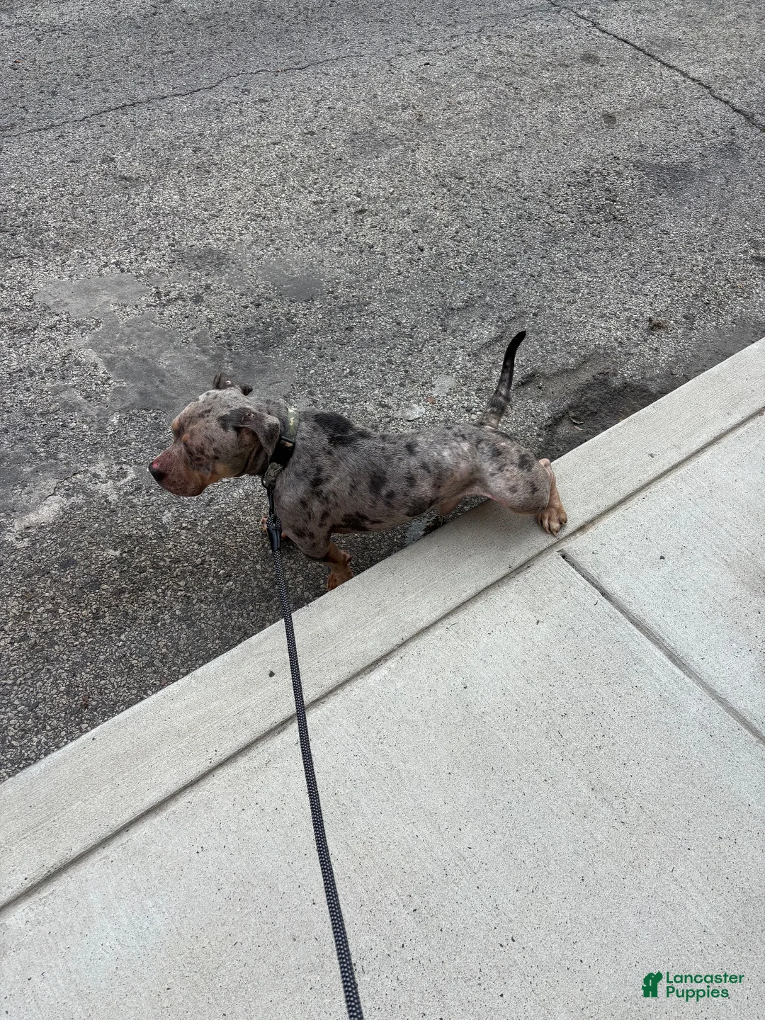 American Bully dogs for sale: American Bully 1 - Ad 2