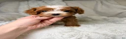 Cavapoo dogs for sale: Orion-tiny toy - Ad 4
