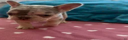 French Bulldog dogs for sale: French Bulldog 2 - Ad 3