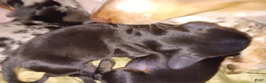 Vera