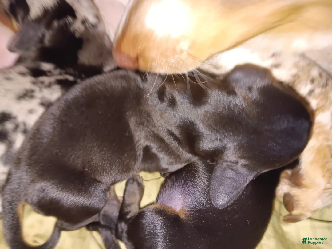 Miniature Dachshund dogs for sale: Vera - Ad 1