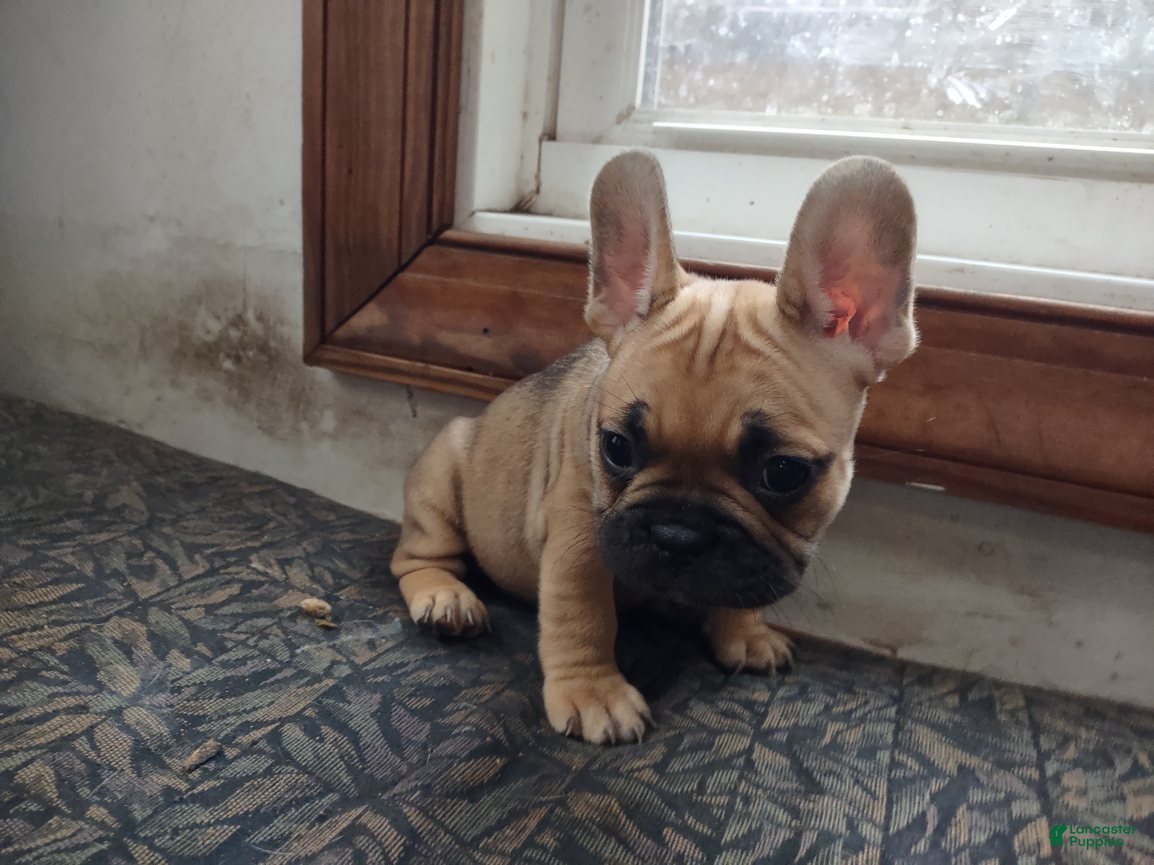 French Bulldog dogs French Bulldog Puppy 6 - Ad 1