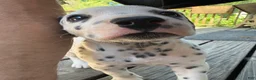 Dalmatian dogs for sale: Dalmatian 1 - Ad 4
