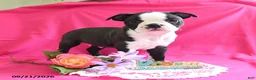 Boston Terrier dogs for sale: Dynamite - Ad 5