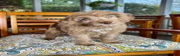 Labradoodle dogs for sale:  Reese  - Ad 7