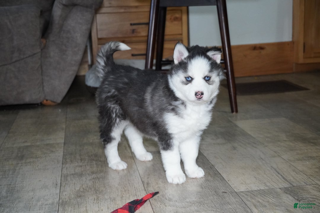 Siberian Husky dogs for sale: Blaze - Ad 1