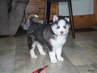 Siberian Husky dogs Blaze - Ad 33