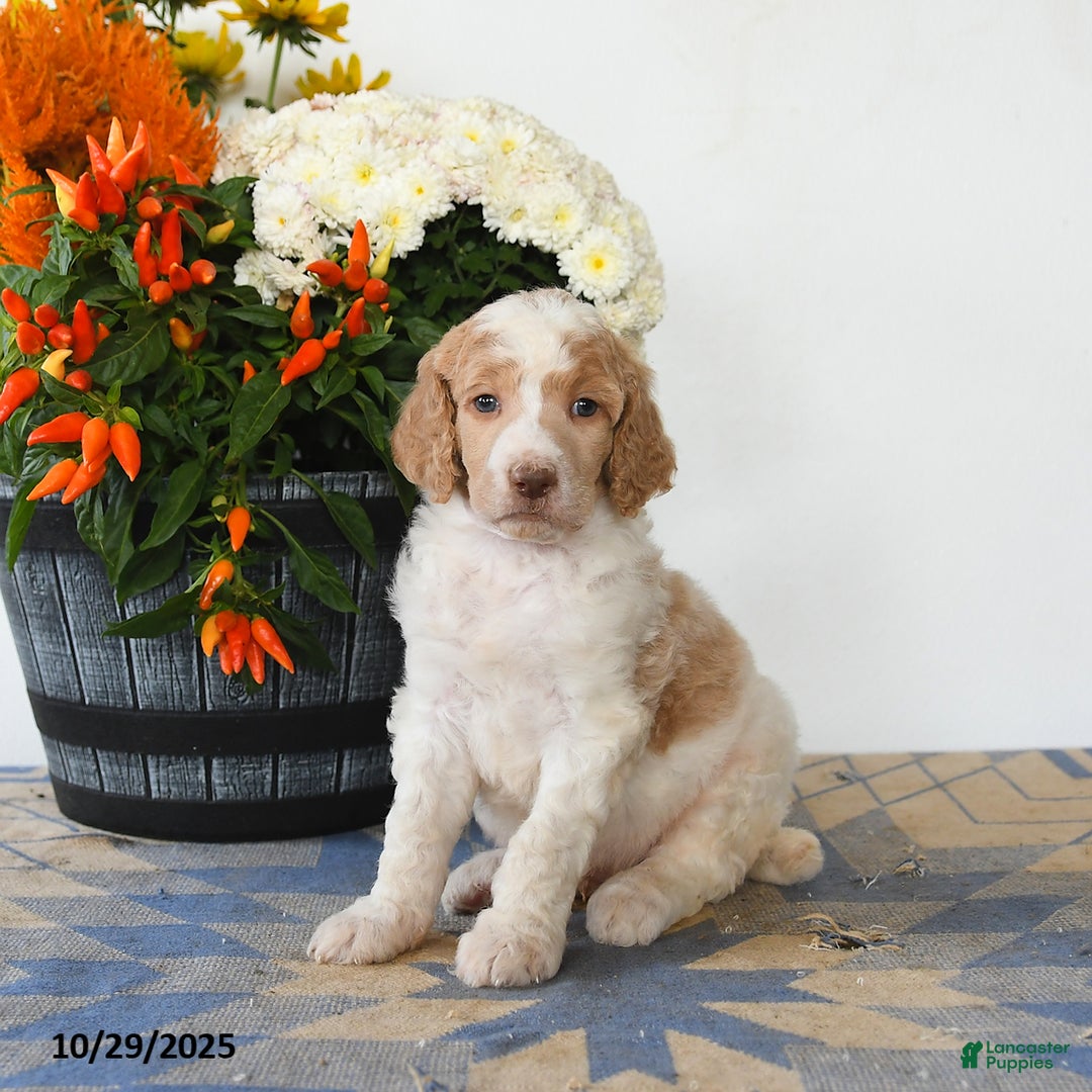 Standard Poodle dogs for sale: Teddy - Ad 2