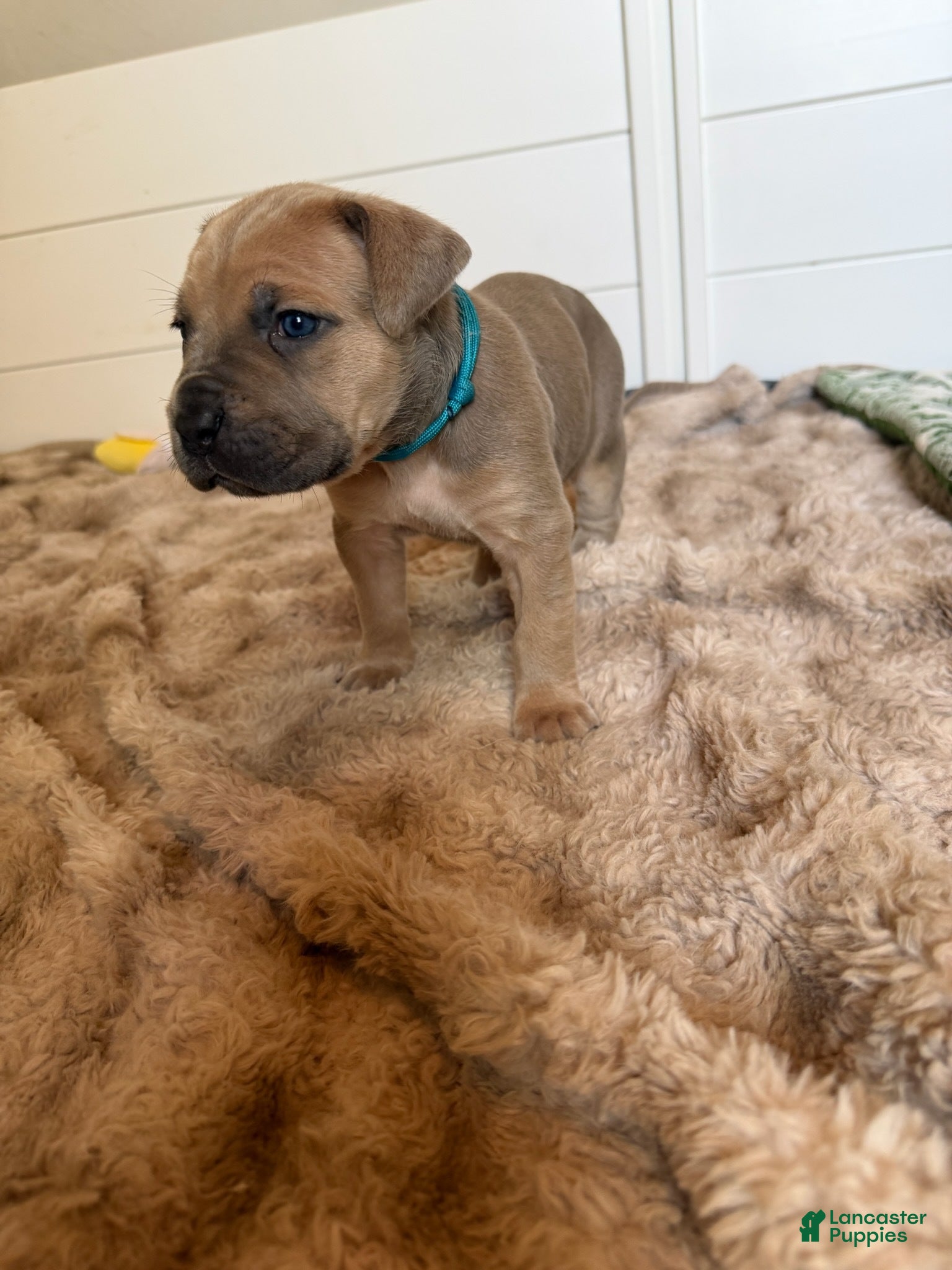 Cane Corso dogs Cane Corso Female 5 (Teal) - Ad 2