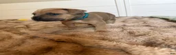 Cane Corso dogs for sale: Cane Corso Female 5 (Teal) - Ad 2
