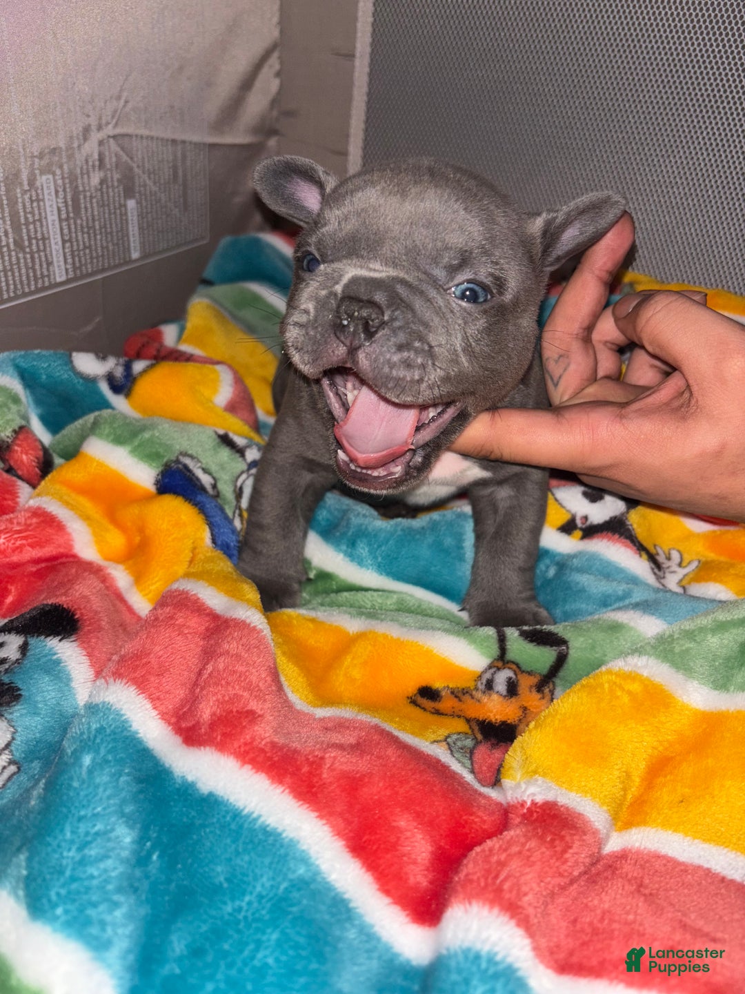 American Bully dogs for sale: American Bully Puppy 3 - Ad 3