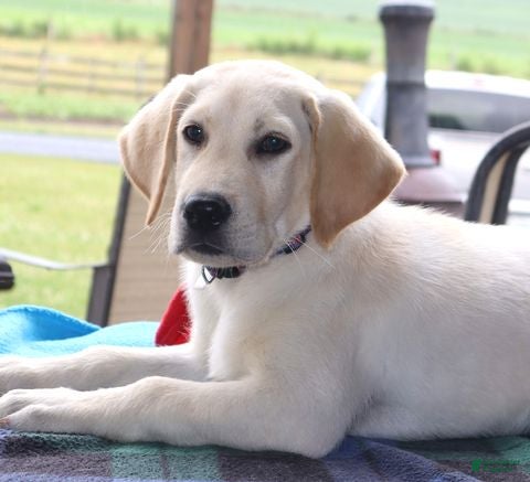 Labrador Retriever dogs Toby - Special price - Ad 1