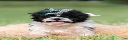 Shih Tzu dogs for sale: Cookie Crumb - Ad 2