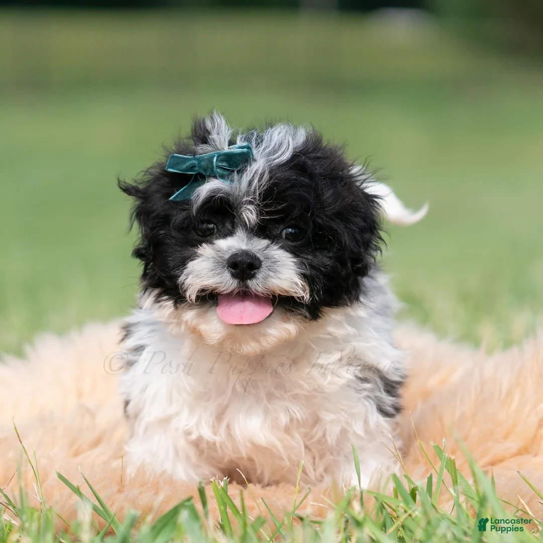 Shih Tzu dogs for sale: Cookie Crumb - Ad 2