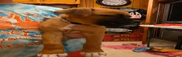 Boxer dogs for sale: Bear - Ad 15