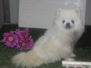 Pomeranian dogs Annie - Ad 13
