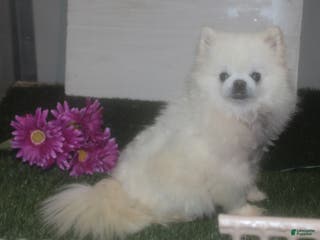 Pomeranian dogs Annie - Ad 17