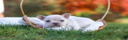 French Bulldog dogs for sale: Chester - Ad 5