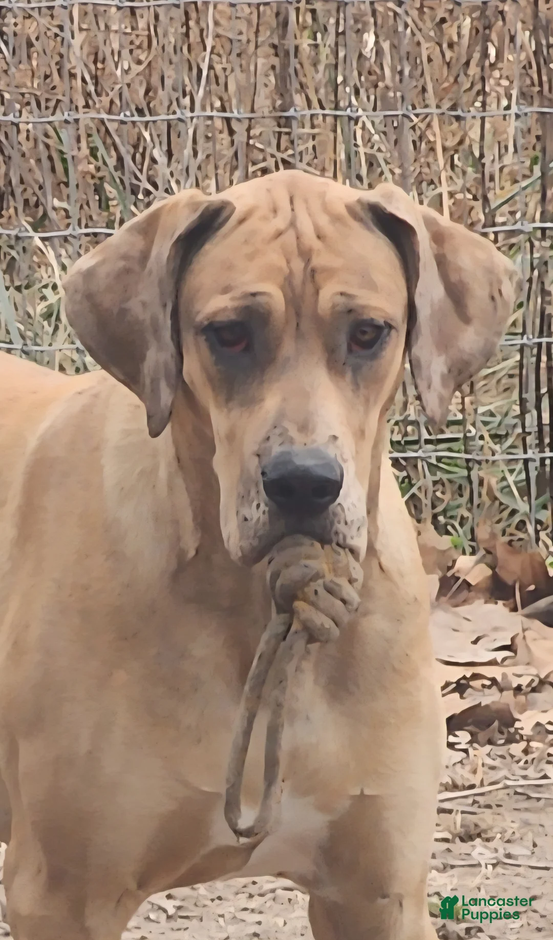 Great Dane dogs for sale: Great Dane Puppy 3 - Ad 2