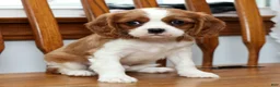 Cavalier King Charles Spaniel dogs for sale: Tinker - Ad 6