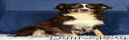 Miniature Australian Shepherd dogs for sale: Lacey - Ad 10