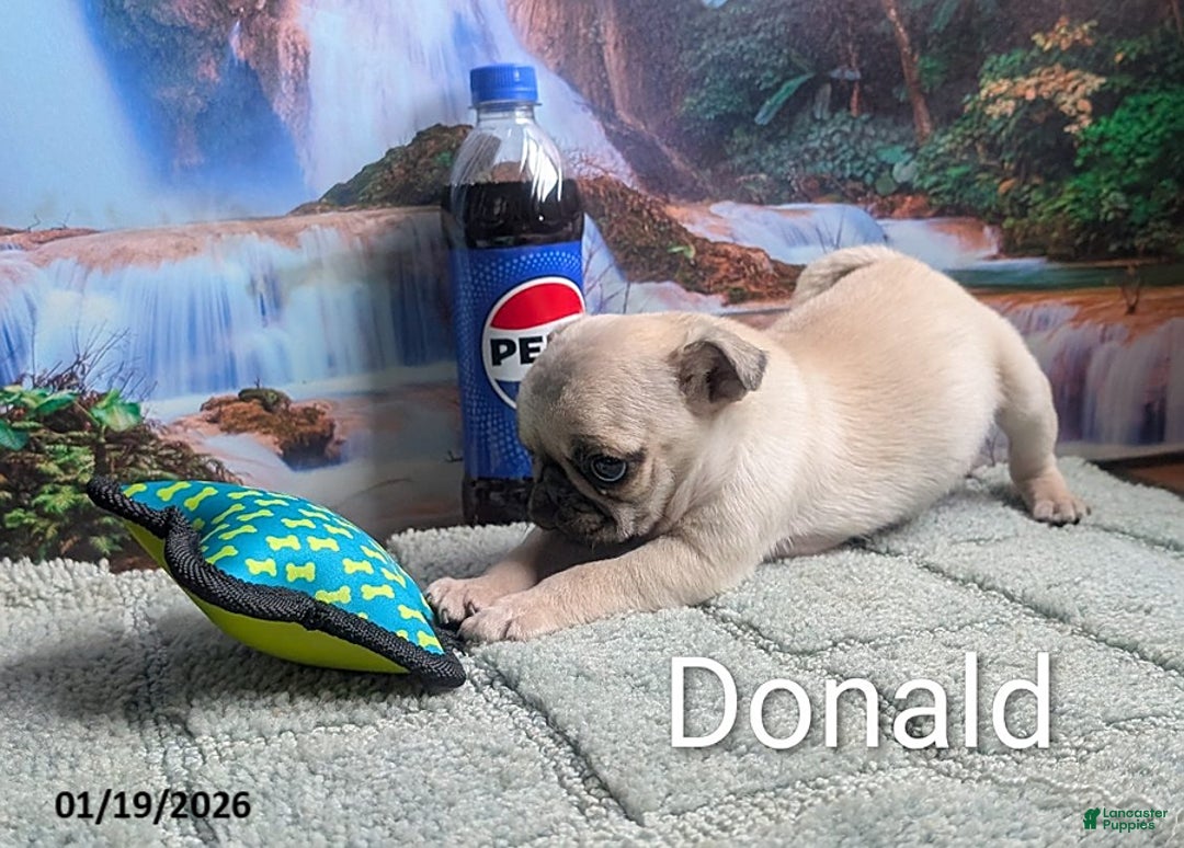 Pug dogs for sale: Donald - Ad 5