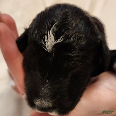 Mini Aussiedoodle dogs Stella_Female Tuxedo - Ad 2