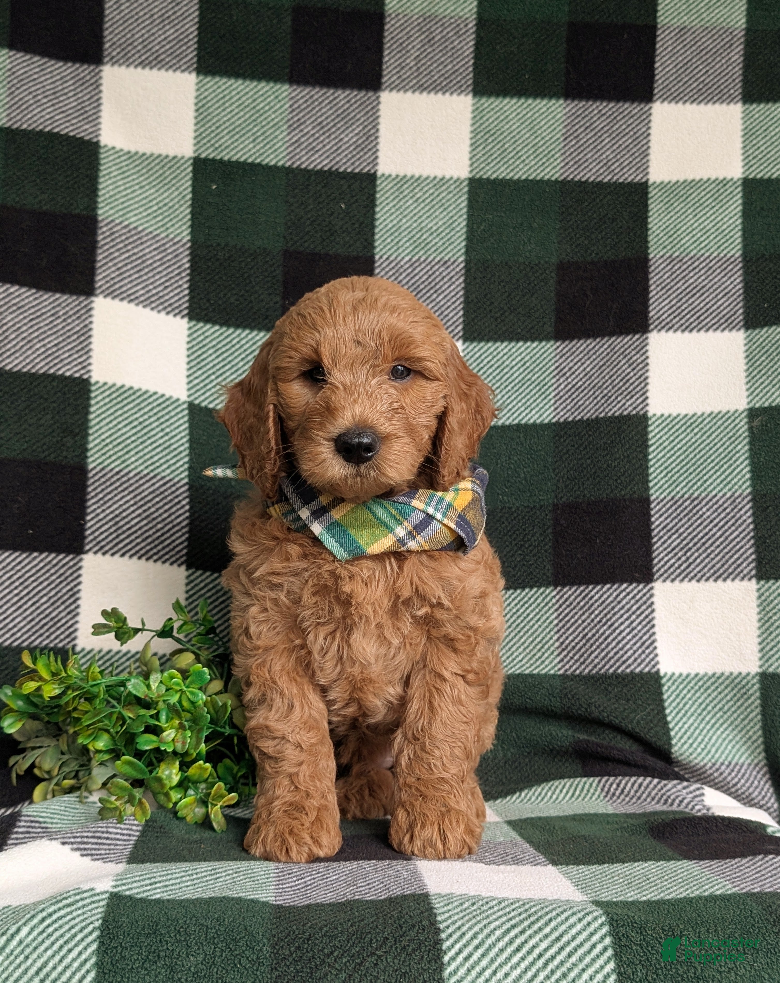 Mini Goldendoodle dogs Troy Hypoallergenic - Ad 2