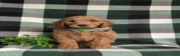 Mini Goldendoodle dogs for sale: Troy Hypoallergenic - Ad 2