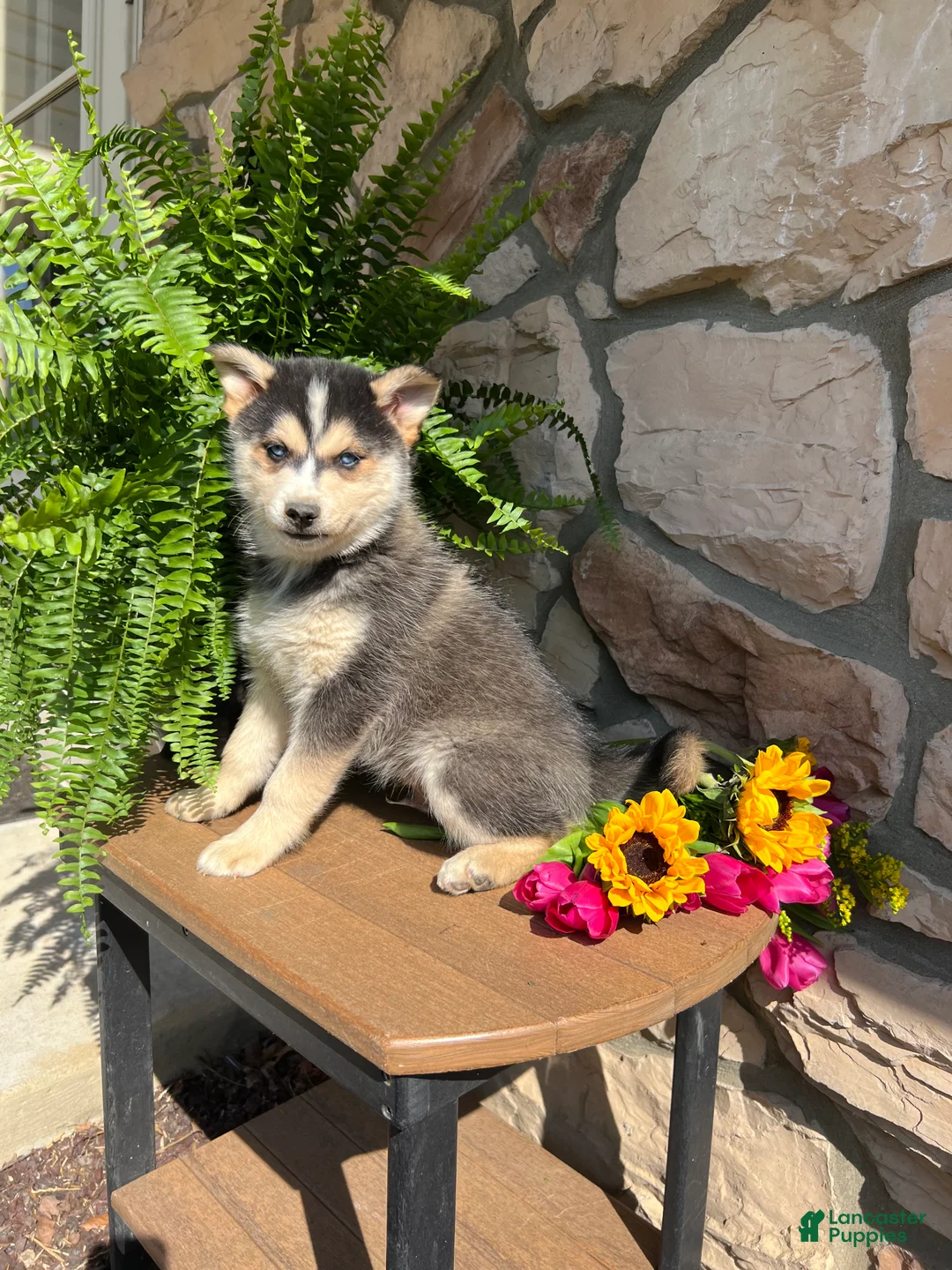 Pomsky dogs for sale: Bailey - Ad 2