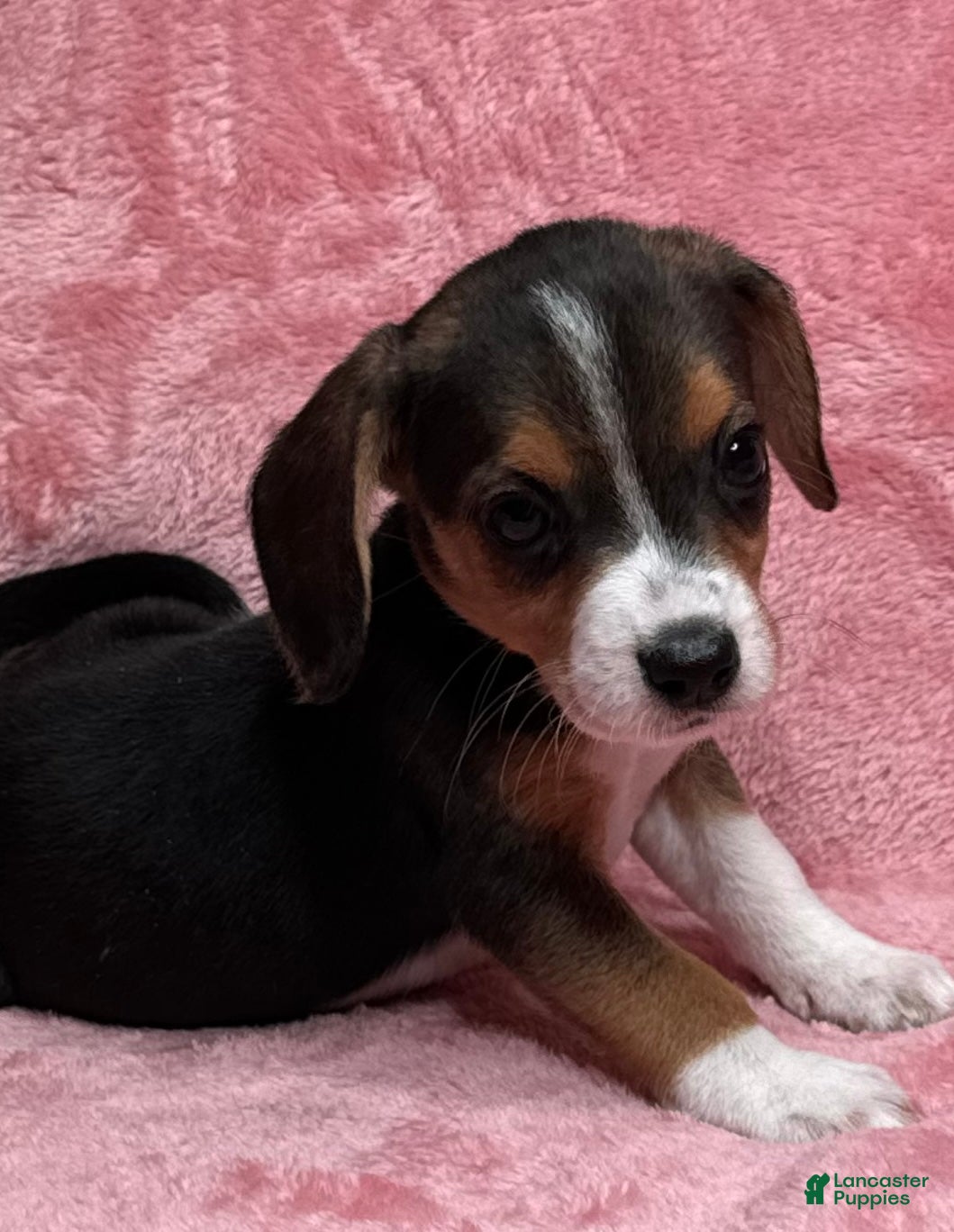 Beagle Puppies for sale in Augusta, Georgia Lancaster Puppies